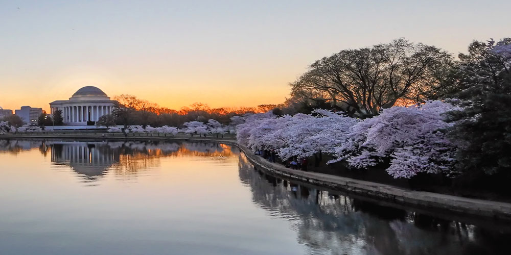 Washington, DC Cherry Blossom Image